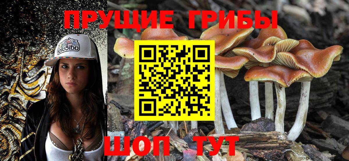 Нерюнгри  Псилоцибиновые грибы Psilocybe  Псилоцибиновые грибы прущие грибы  Вход с VPN 
